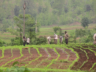 agriculture